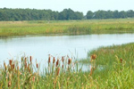 Wetland Farms